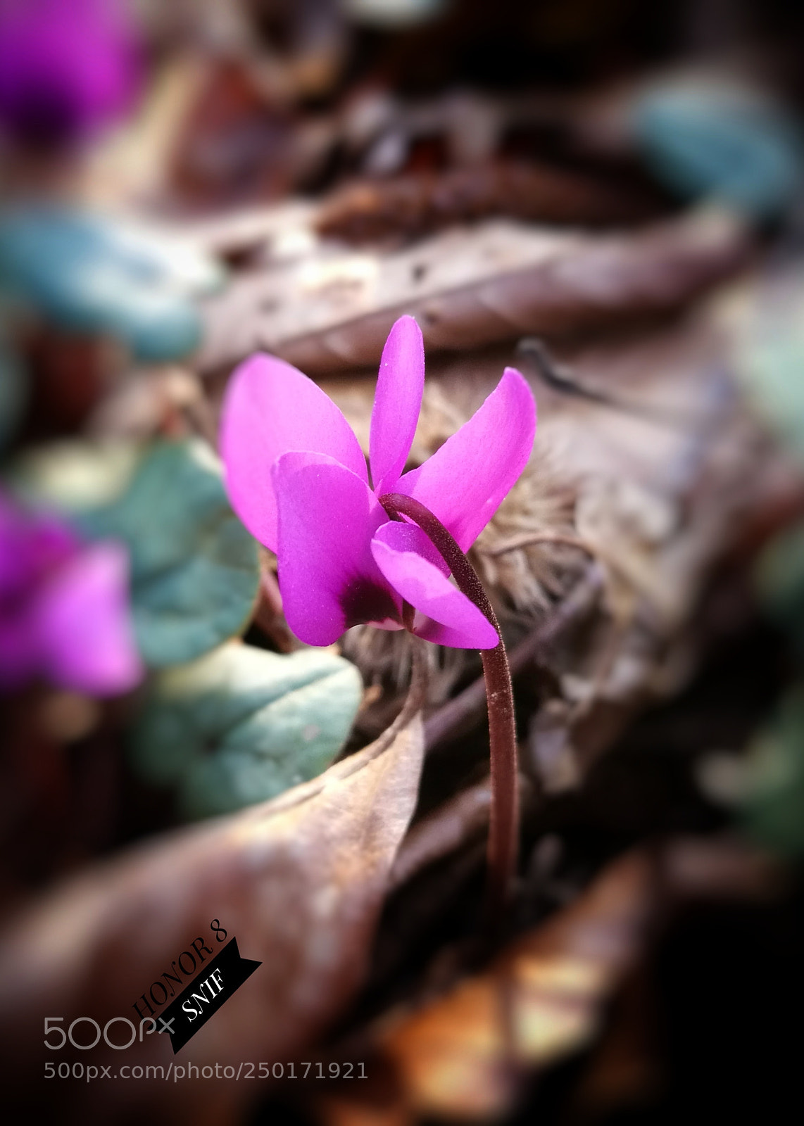HUAWEI Honor 8 sample photo. Cof photography