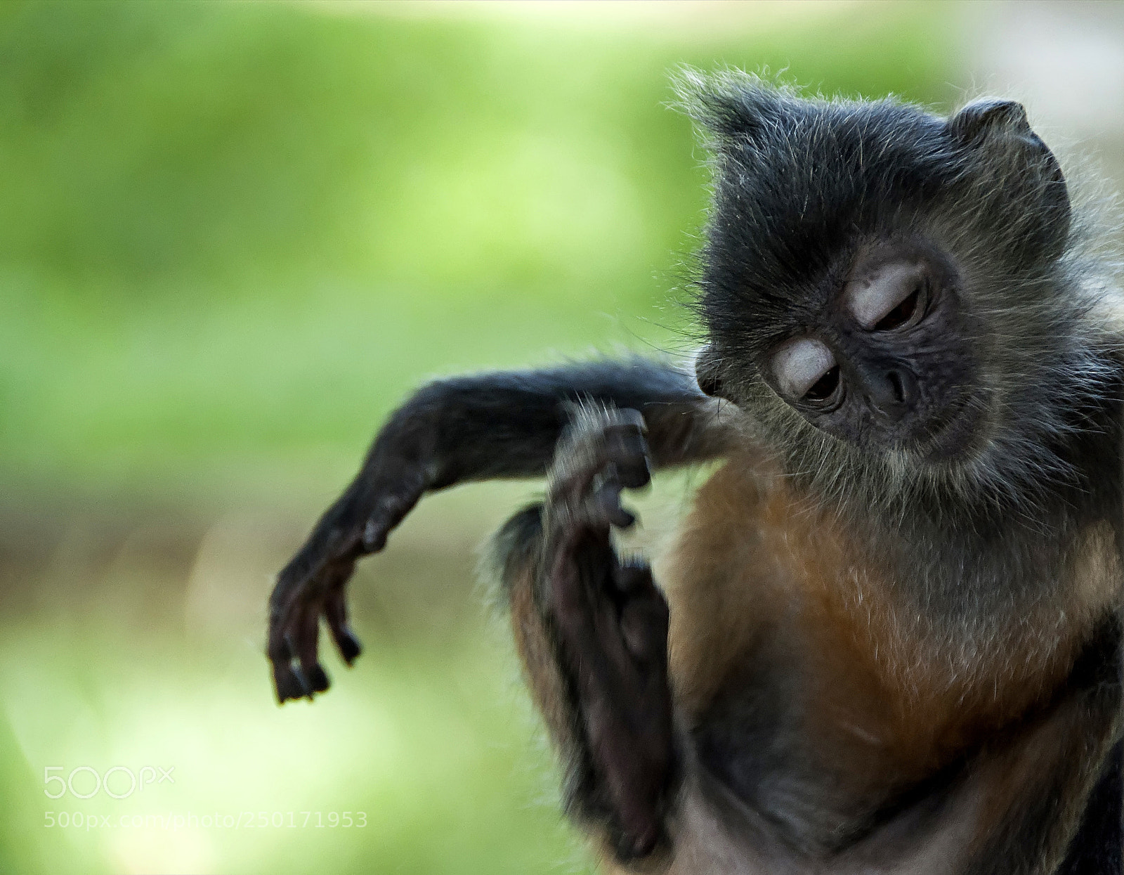 Nikon D90 sample photo. Baby monk photography