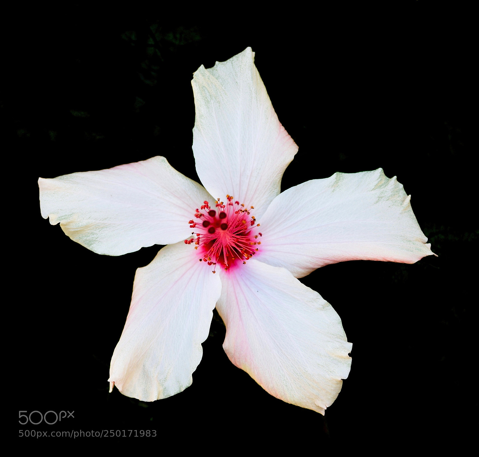 Nikon D7200 sample photo. A white hibiscus flower photography