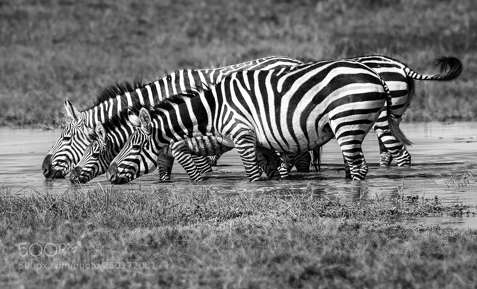 Nikon D500 sample photo. Synchronized photography