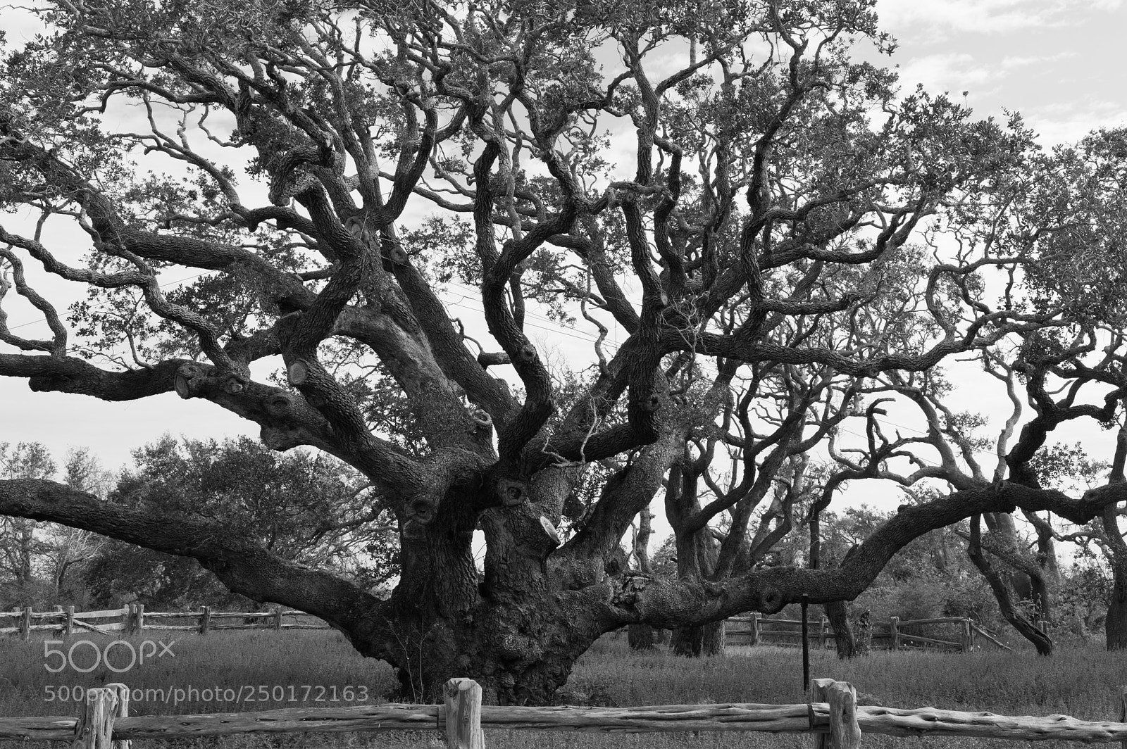 Nikon D3200 sample photo. The big tree in photography