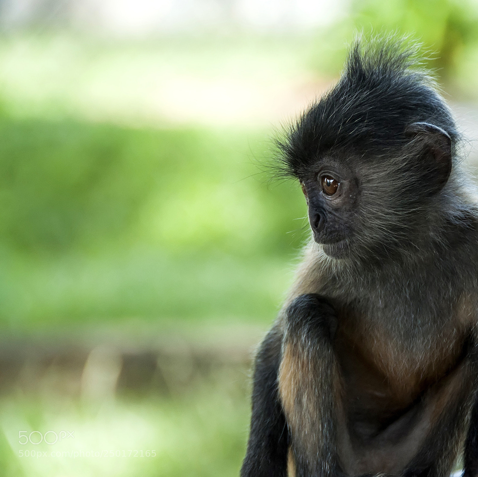 Nikon D90 sample photo. Baby monk photography