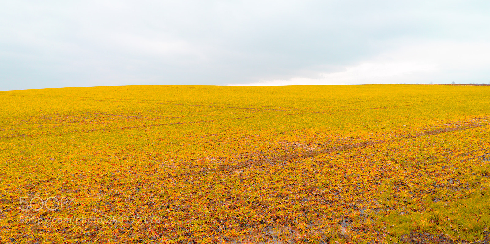 Sony a7 sample photo. Yellow agriculture field in photography