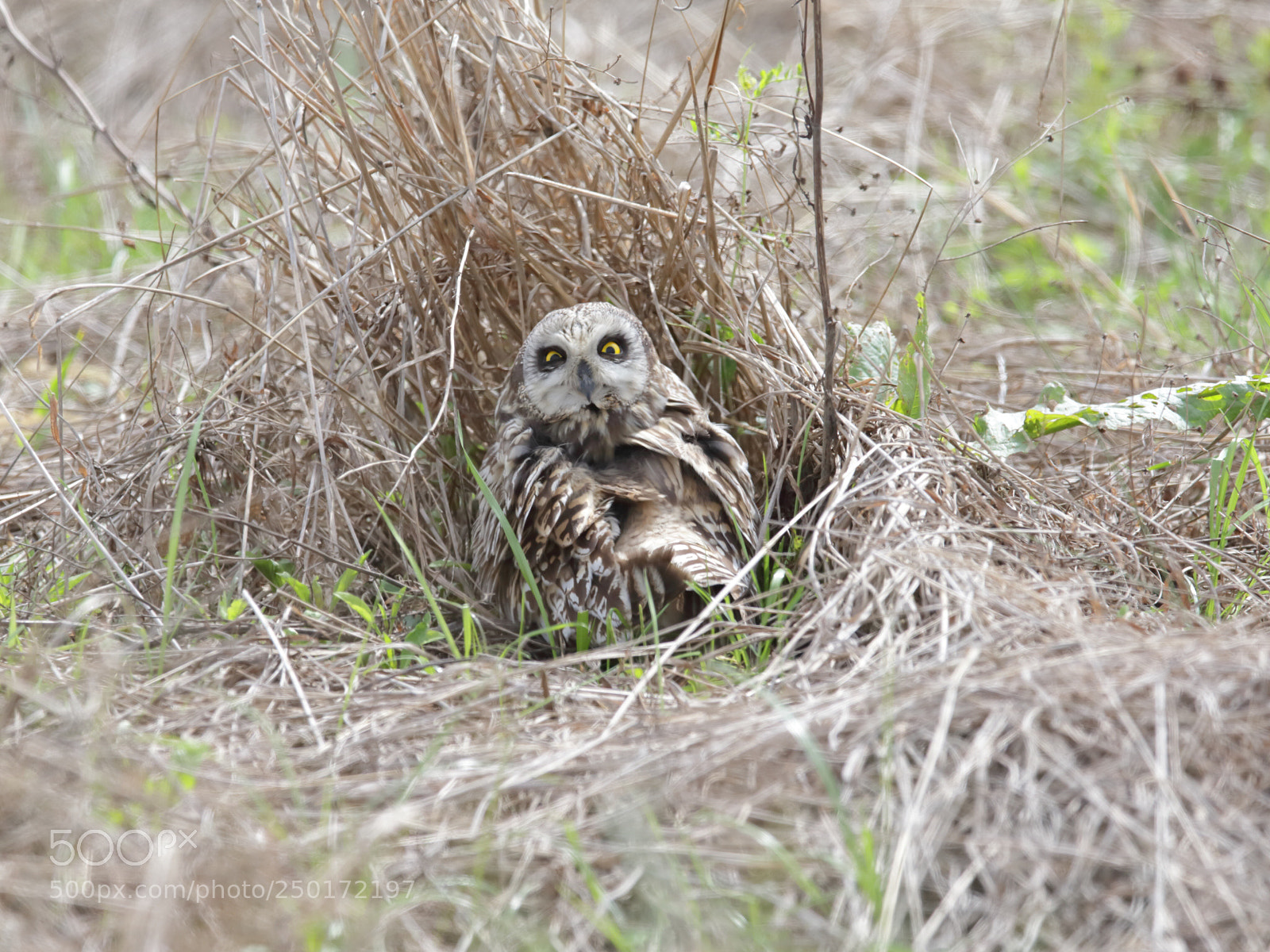 Canon EOS-1D X sample photo. こみみずく short-eared oul photography