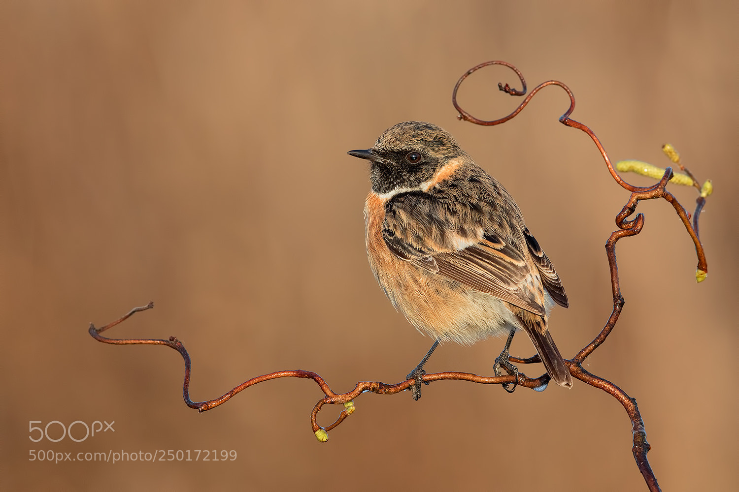 Canon EOS 5D Mark IV sample photo. Stonechat portrait photography