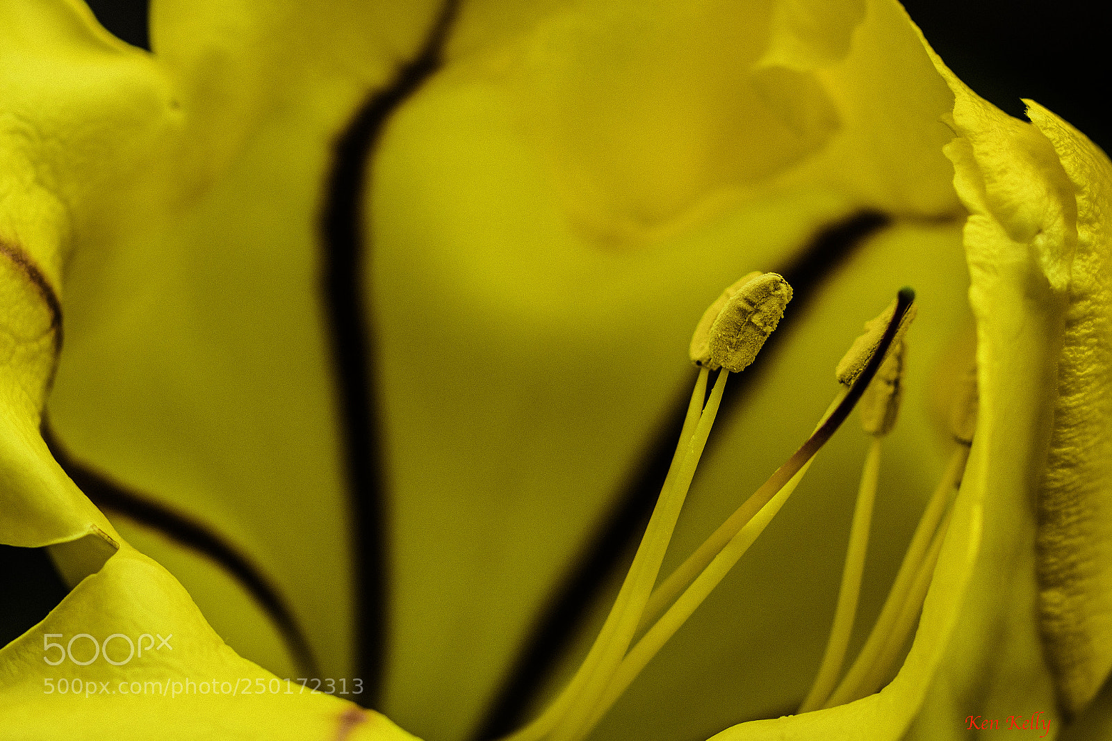 Canon EOS 7D Mark II sample photo. Solandra maxima photography
