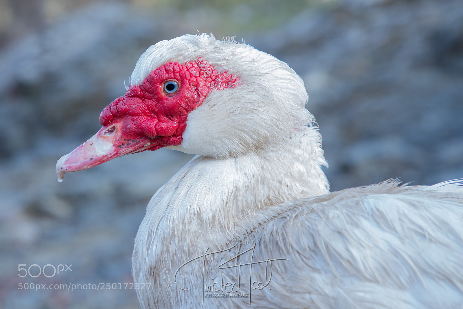 Canon EOS 6D Mark II sample photo. Portrait of an old photography
