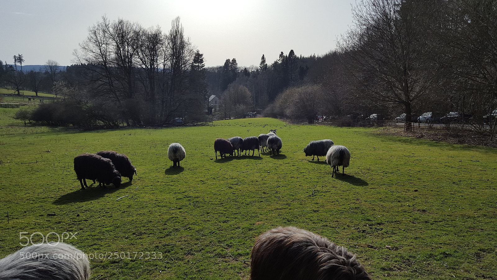 Samsung GALAXY S6 edge sample photo. Sheep photography