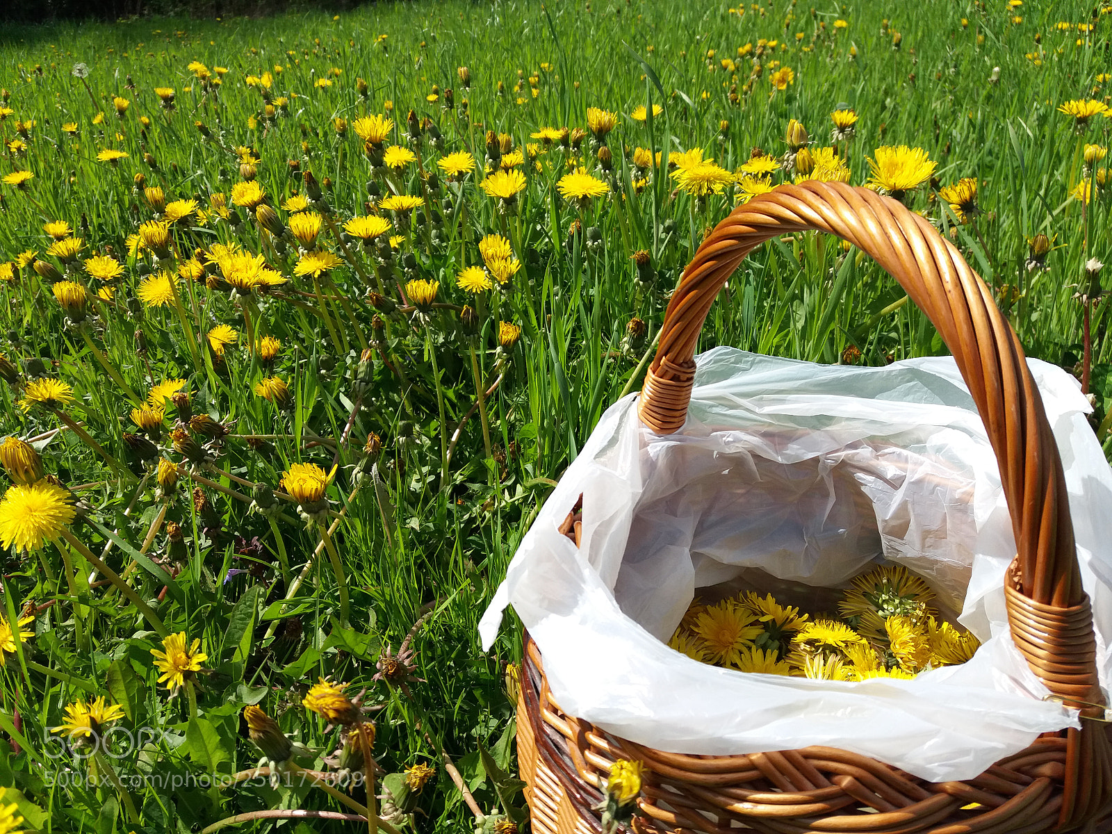 Samsung Galaxy J5(2016) sample photo. Basket in the meadow photography