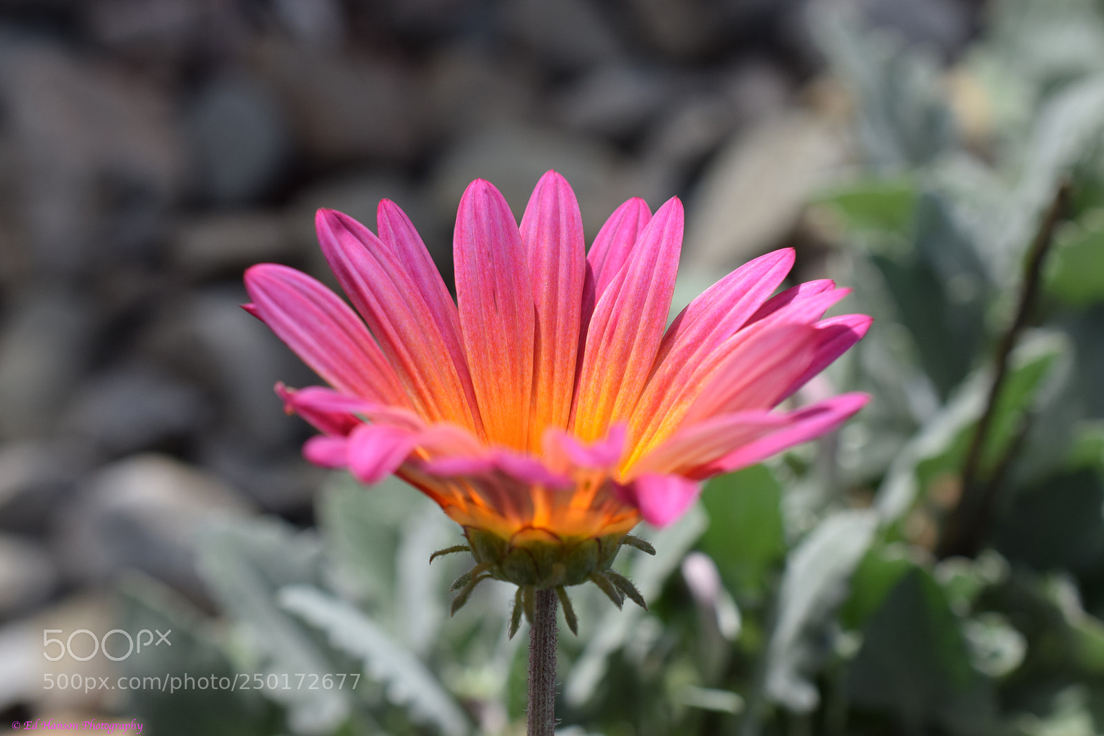 Nikon D3300 sample photo. Enjoying the sun photography