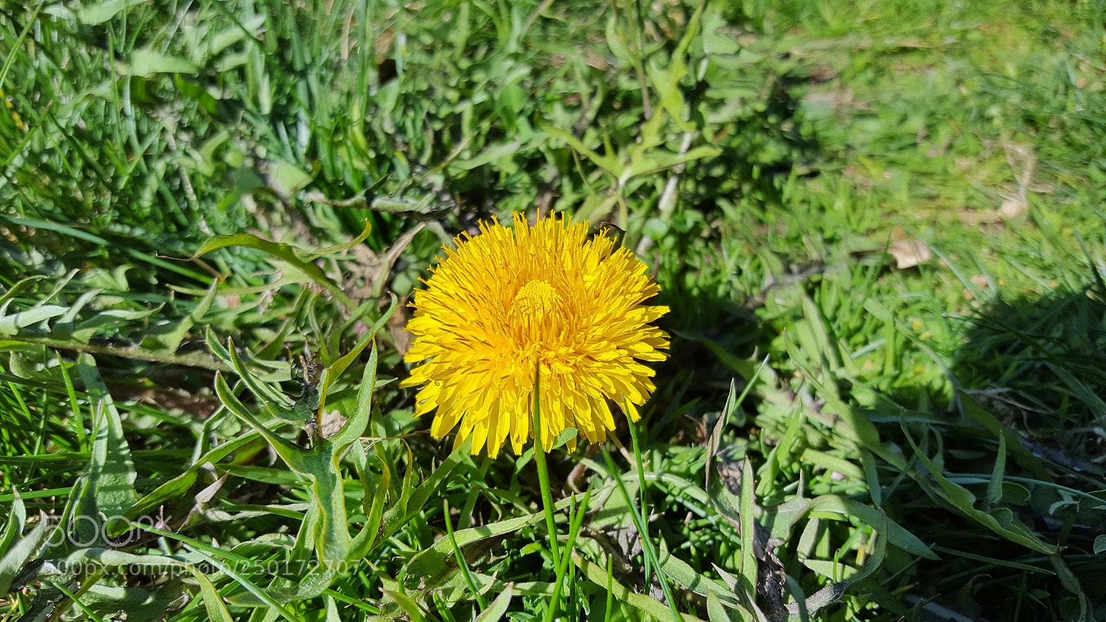 Samsung GALAXY S6 edge sample photo. Yellow flower photography