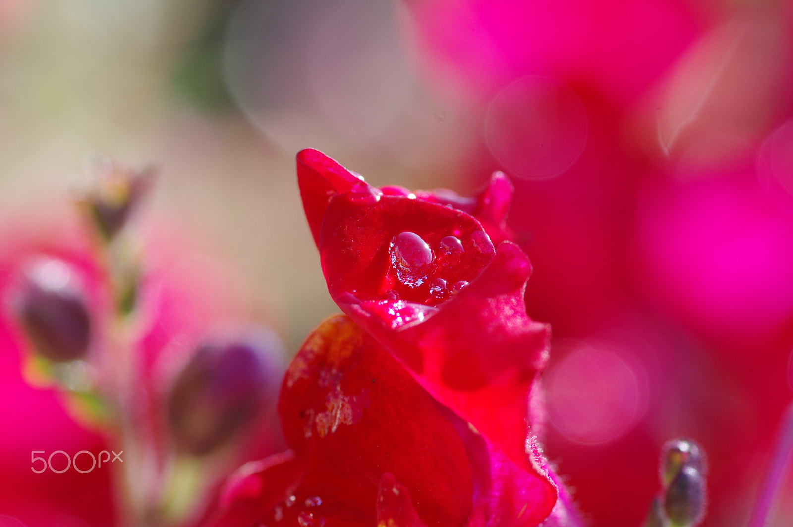 Pentax K-3 II + Pentax smc D-FA 100mm F2.8 Macro WR sample photo. Snapdragon - pink photography