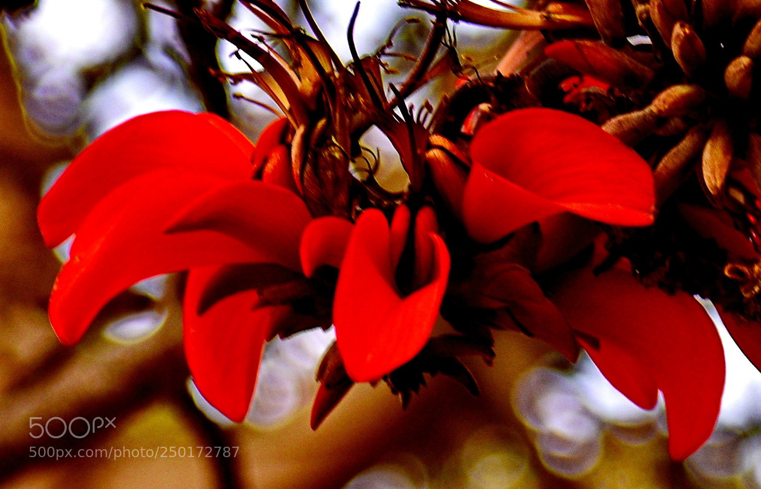 Nikon D7200 sample photo. A red tube flower photography