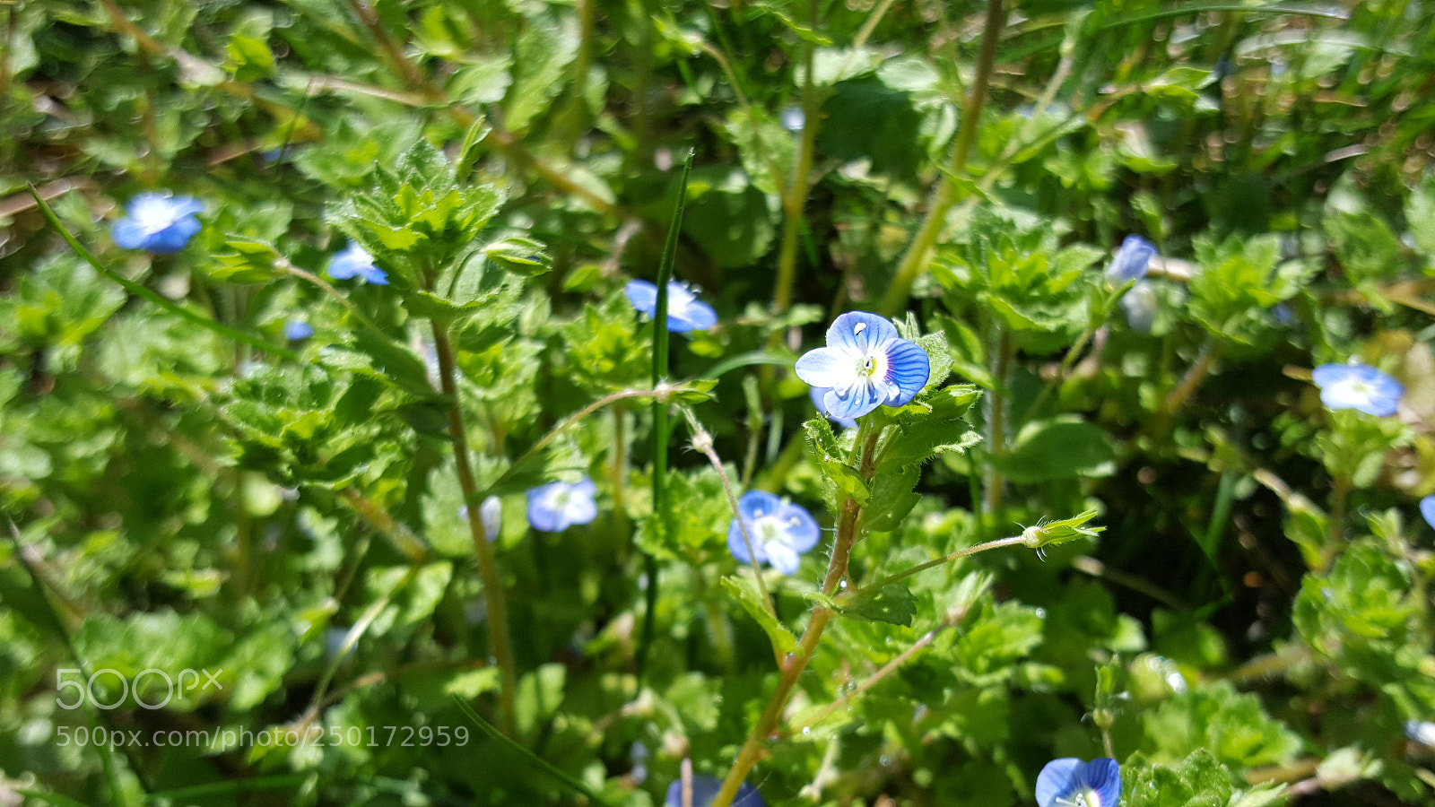 Samsung GALAXY S6 edge sample photo. Blue flowers photography