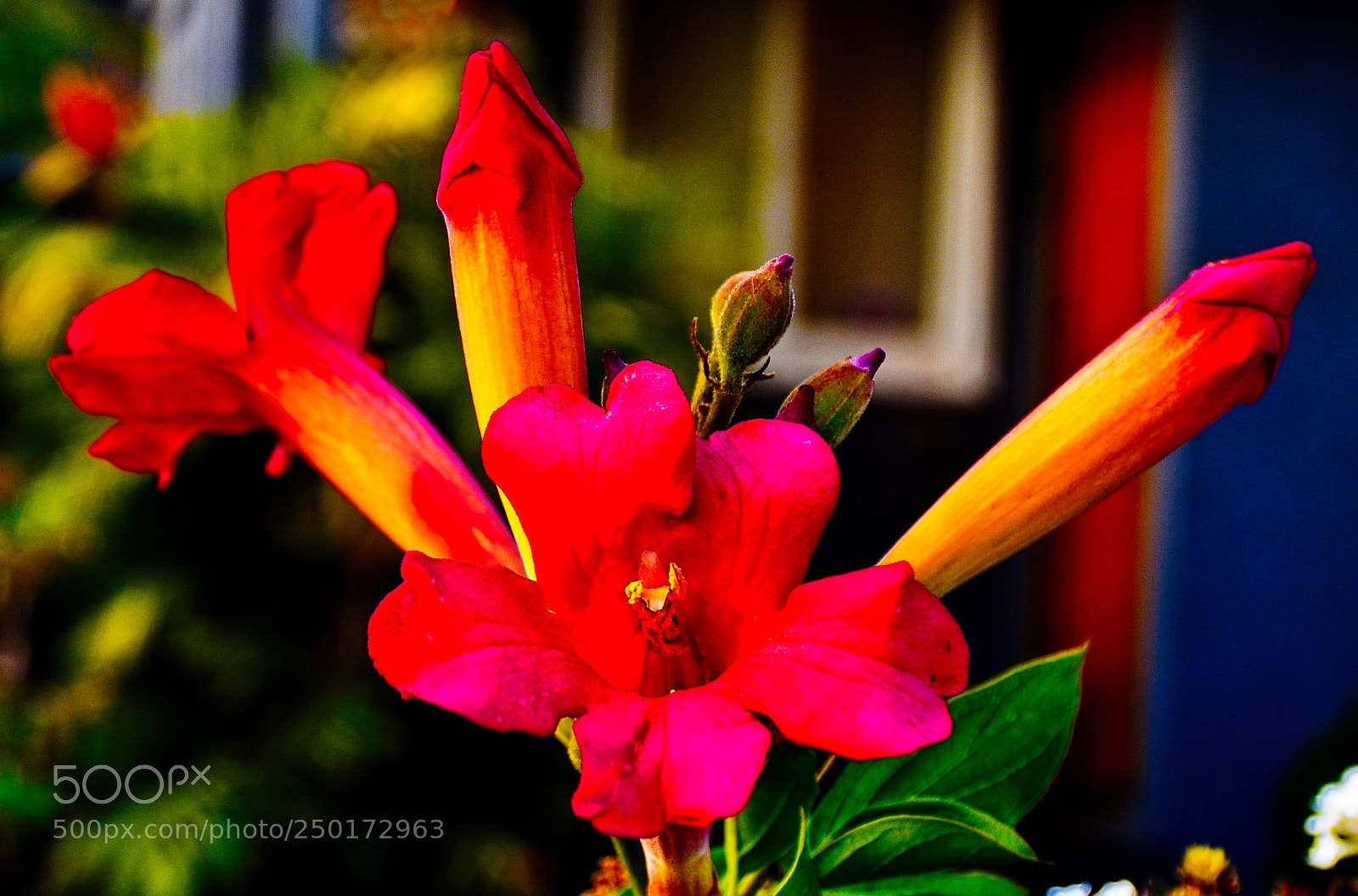 Nikon D7200 sample photo. Red and gold flowers photography