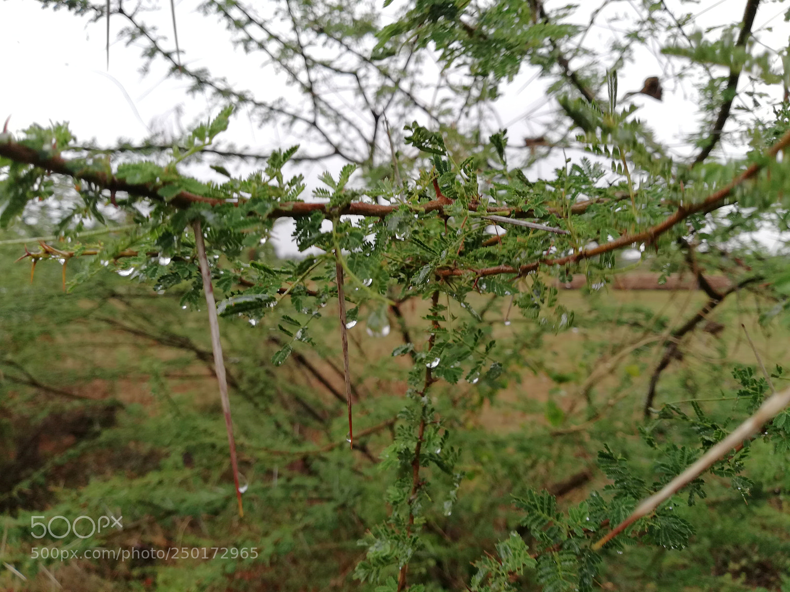HUAWEI nova 2i sample photo. Untitled photography