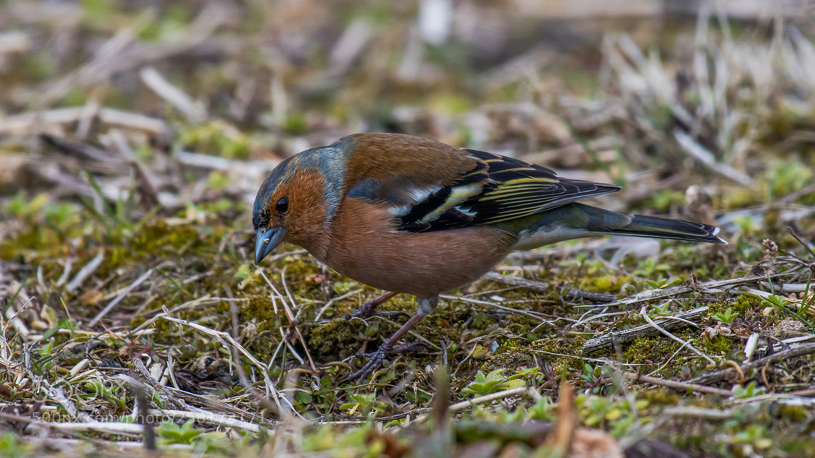 Nikon D500 sample photo. Vink photography
