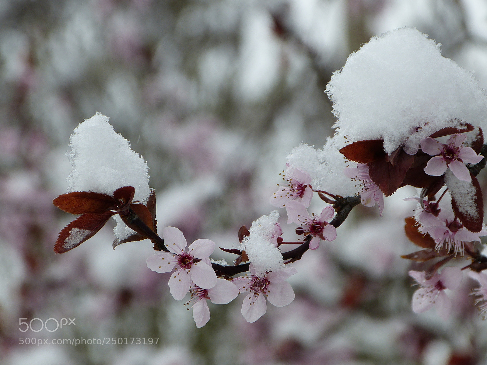Panasonic Lumix DMC-FZ150 sample photo. Neige tardive photography