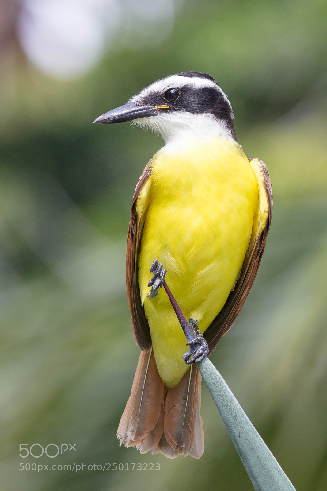Canon EOS 5DS sample photo. Great kiskadee photography