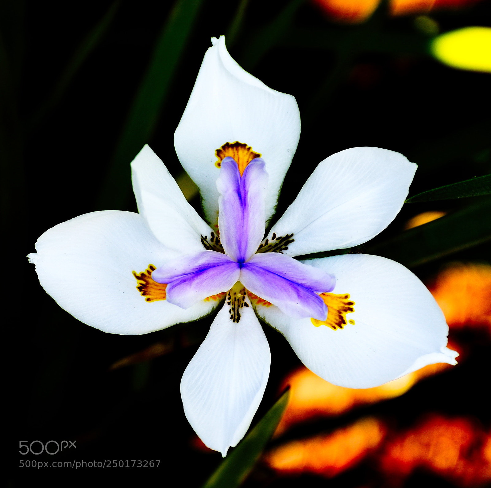 Nikon D7200 sample photo. A lovely white iris photography
