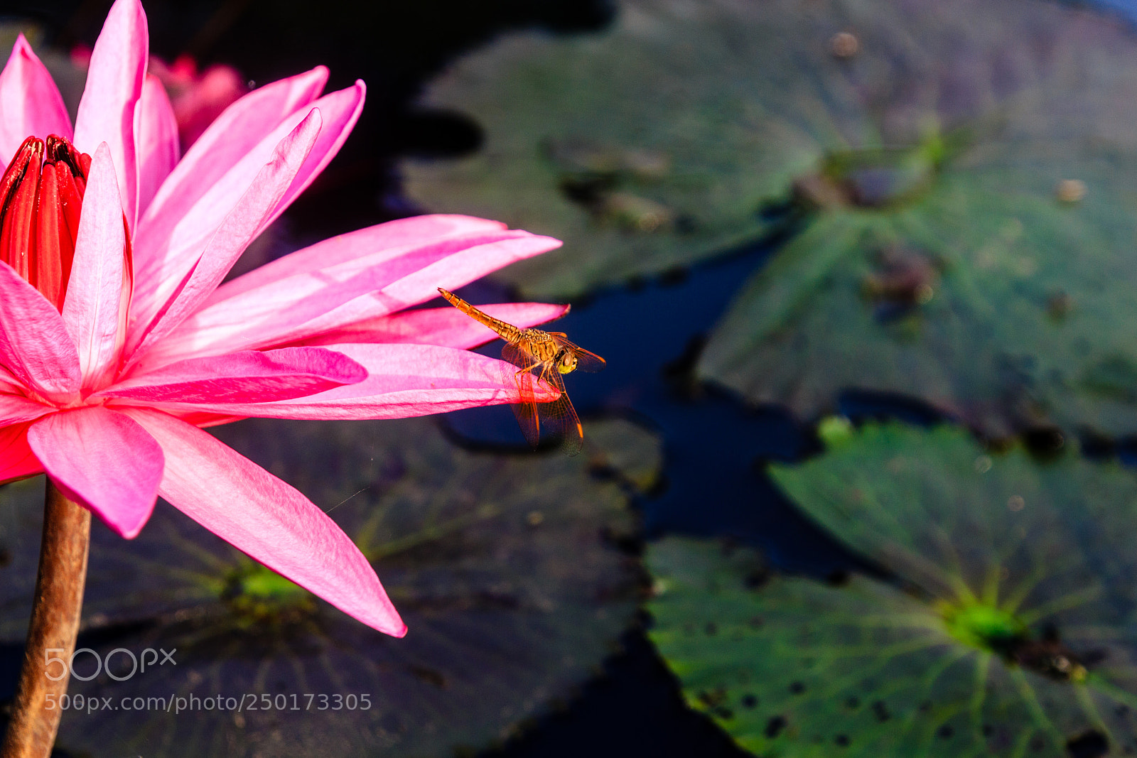 Canon EOS 550D (EOS Rebel T2i / EOS Kiss X4) sample photo. Water lily photography