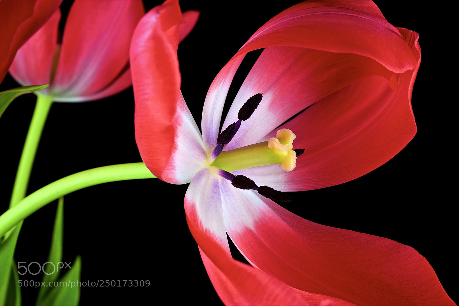 Nikon D600 sample photo. Spring is coming! photography