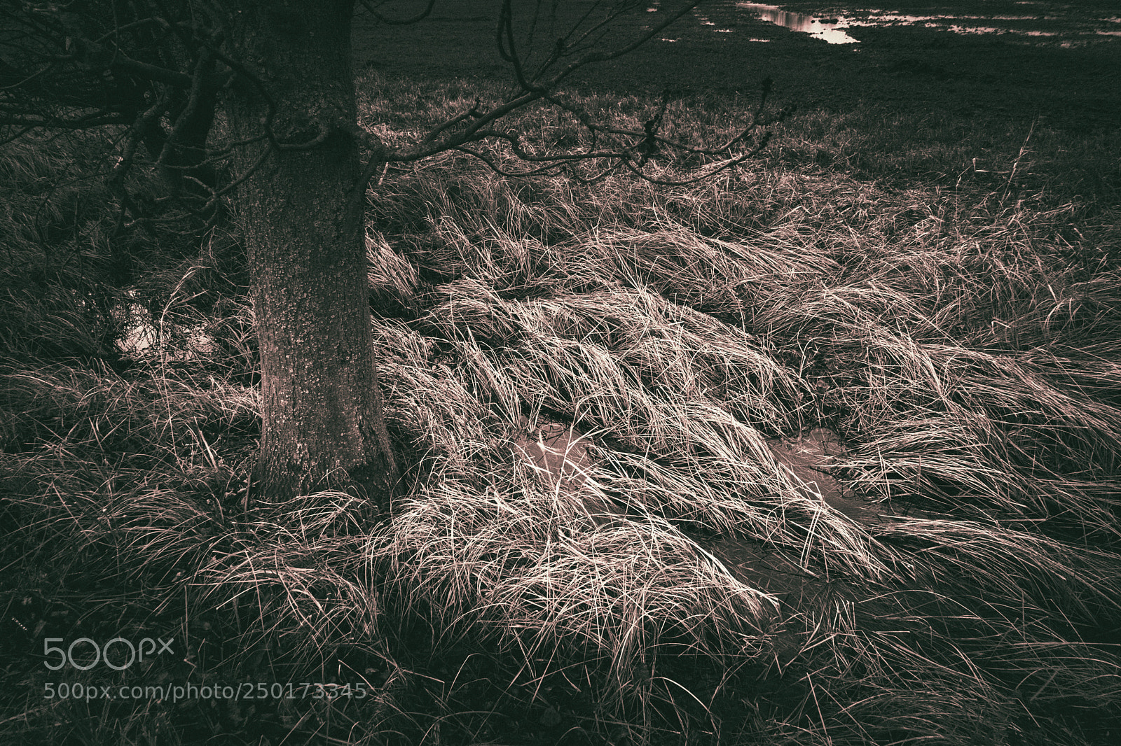 Sony a7 sample photo. Growing grass at the photography