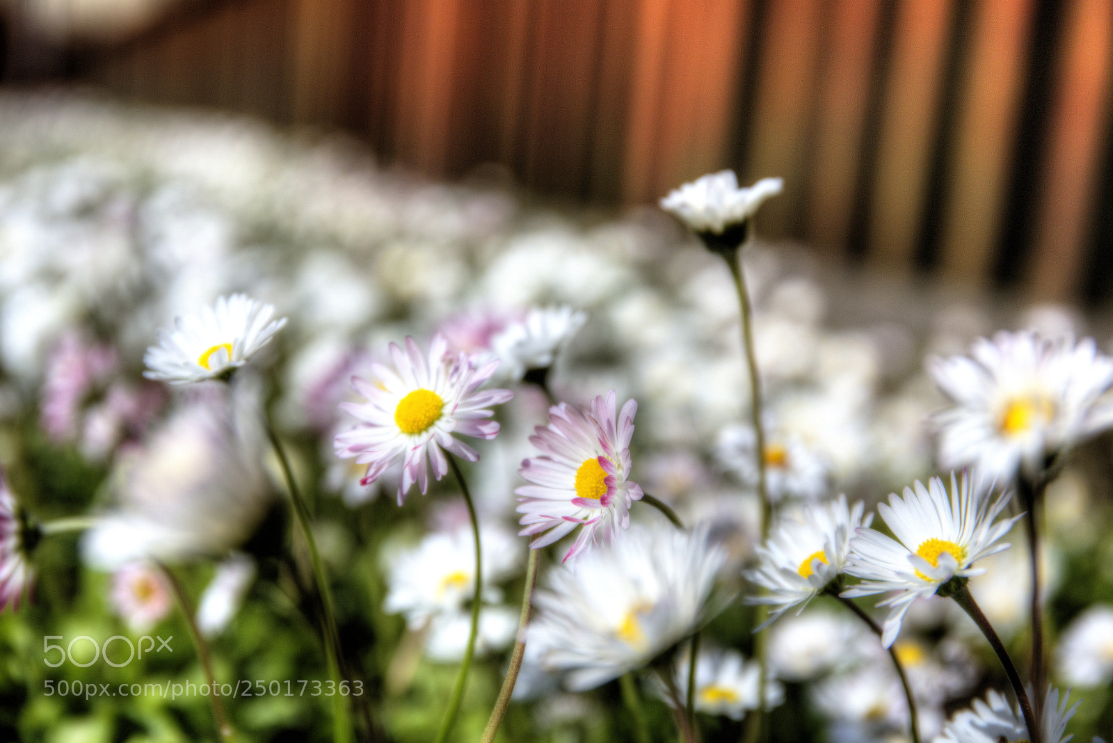 Canon EF 24-70mm F4L IS USM sample photo. 清新小菊花 photography