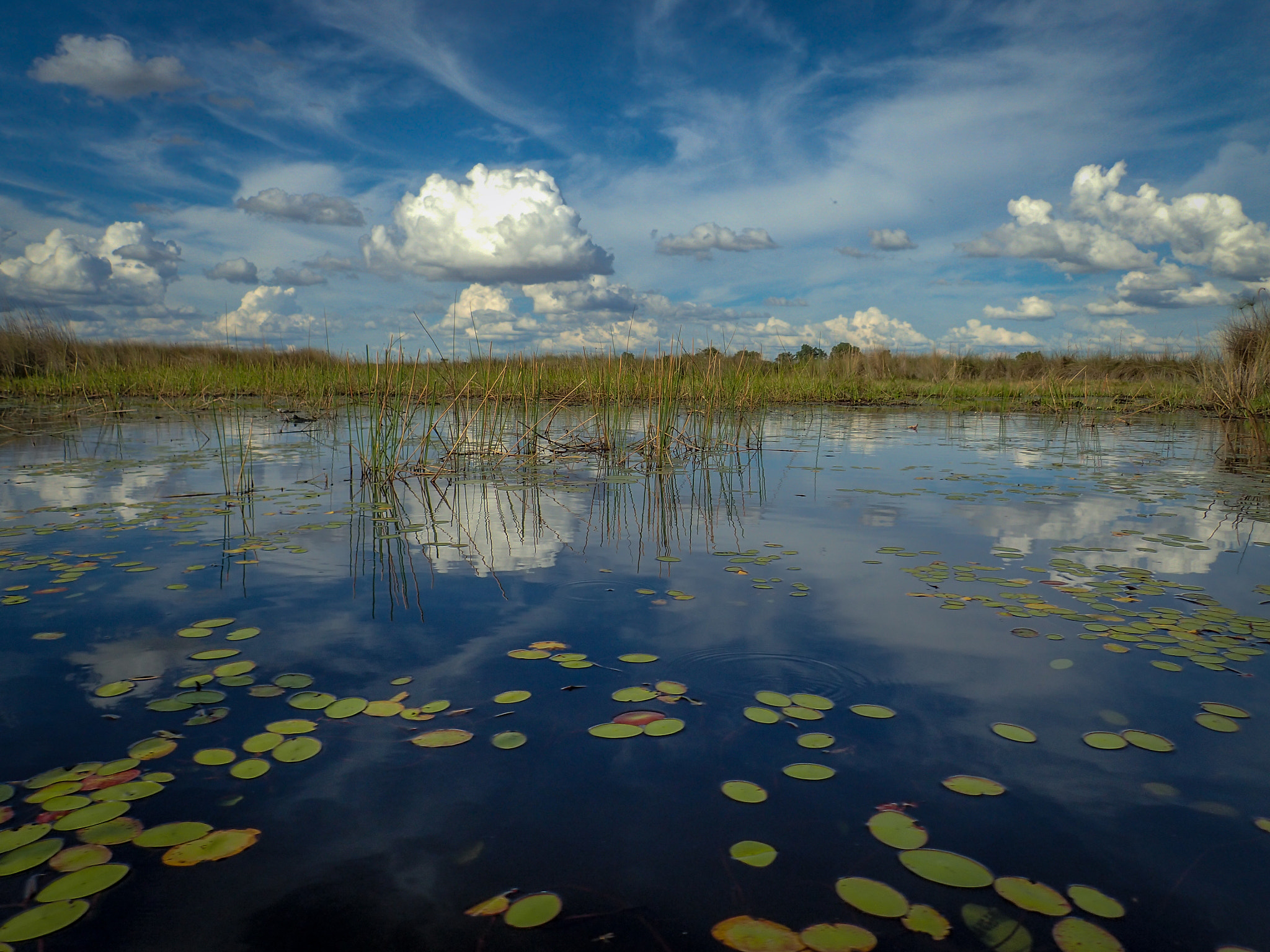 Olympus TG-3 sample photo. Okavango delta photography