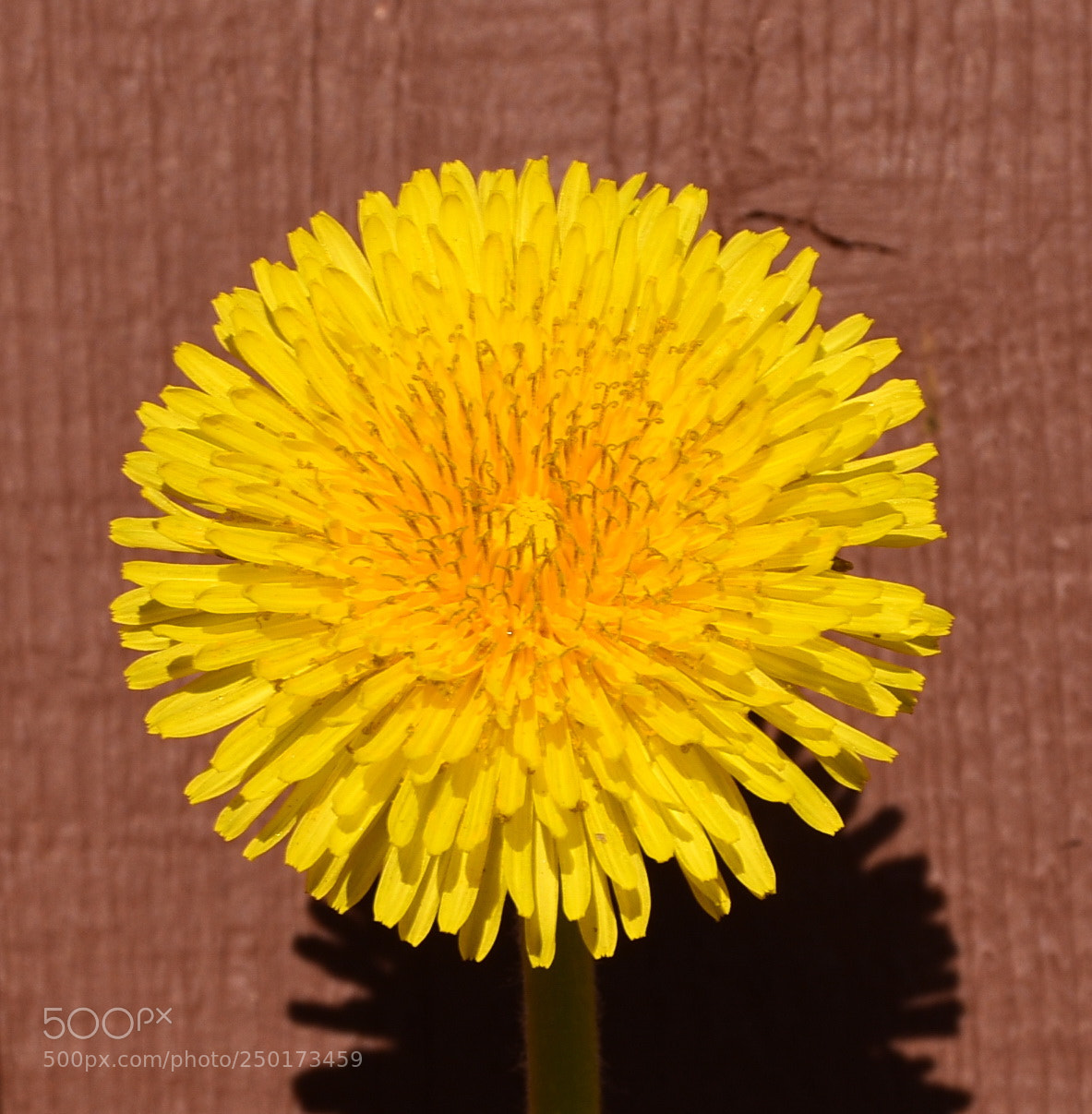 Nikon D7200 sample photo. A gold daisy flower photography