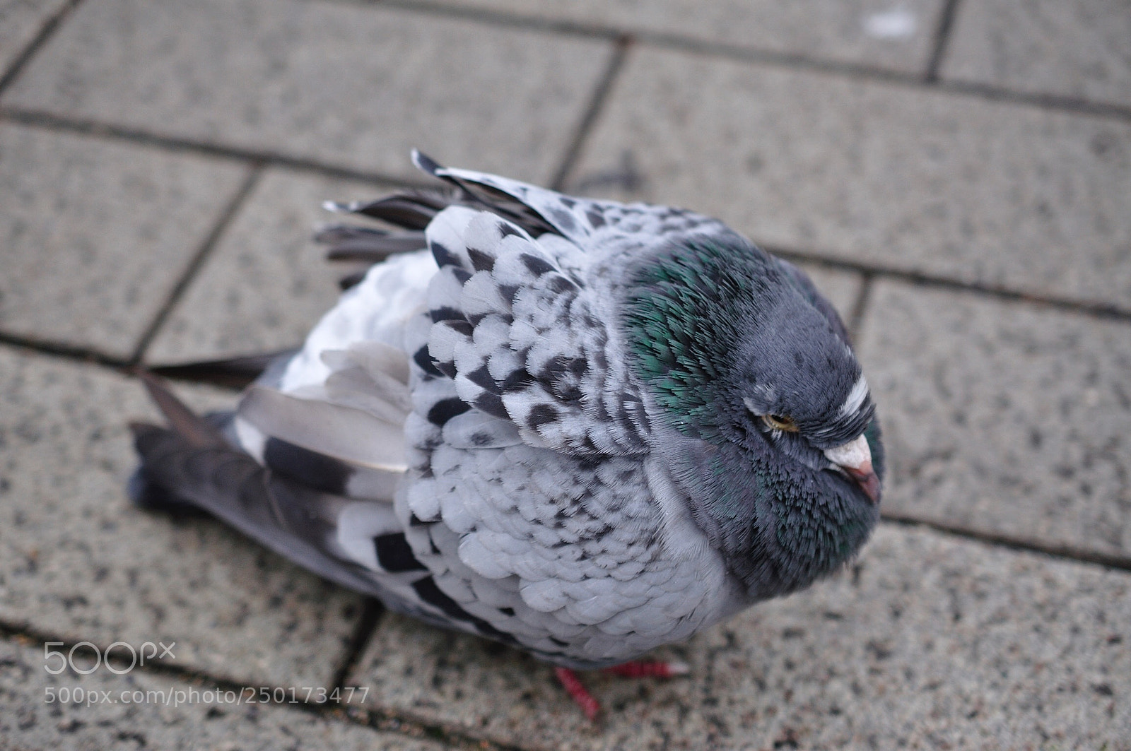 Nikon D90 sample photo. Dove photography