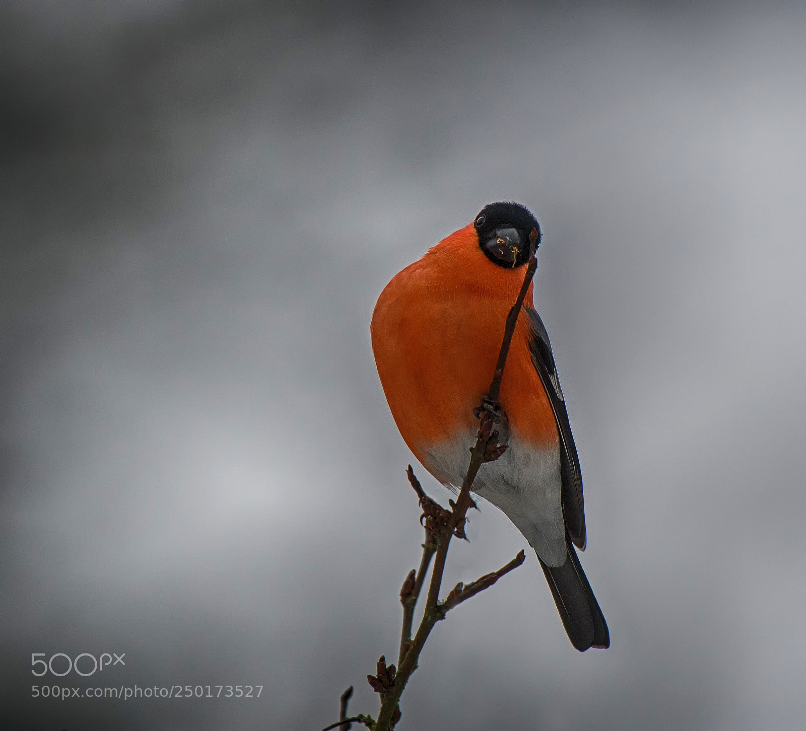 Nikon D500 sample photo. Bullfinch (pyrrhula pyrrhula) photography