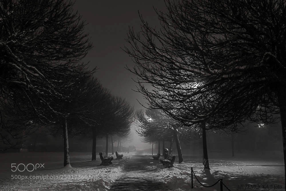 Nikon D3100 sample photo. Winter photography