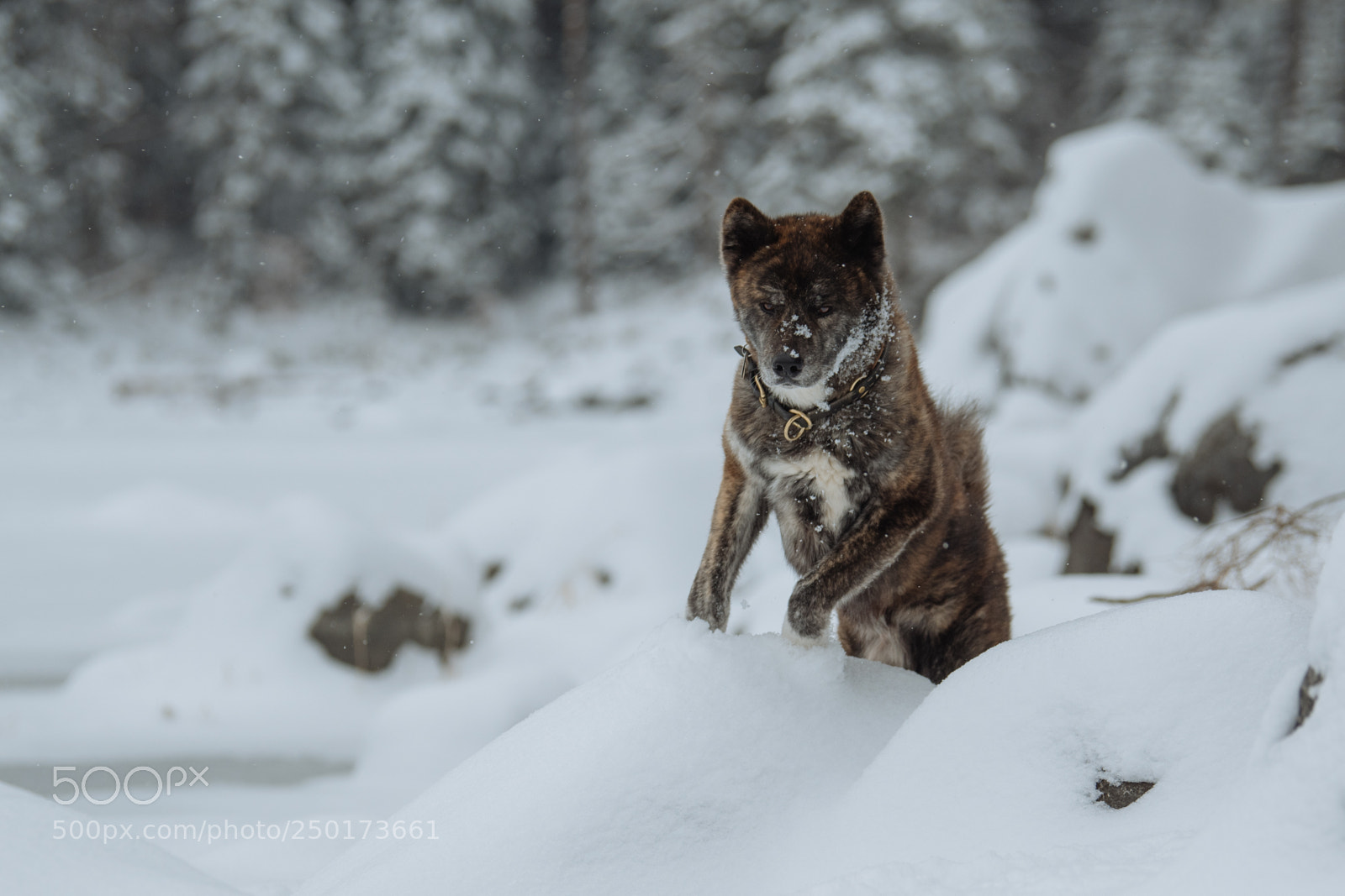 Nikon D850 sample photo. Akita eibsee series tarou photography