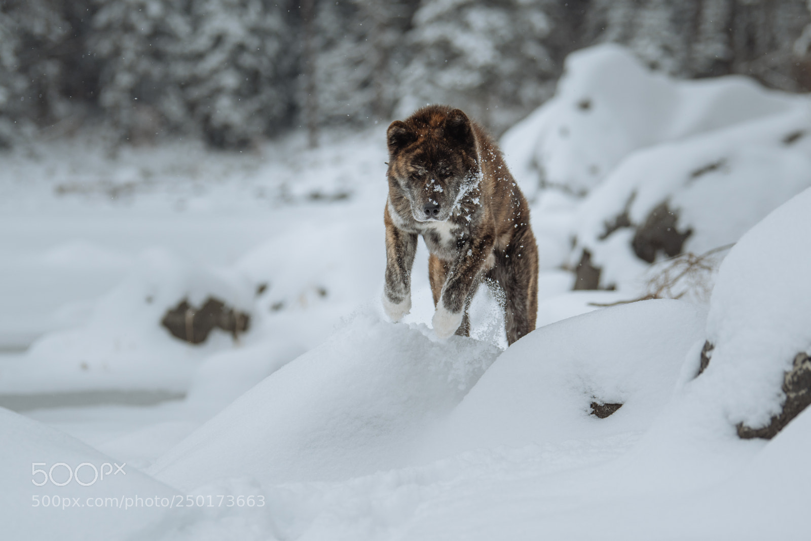 Nikon D850 sample photo. Akita eibsee series tarou photography