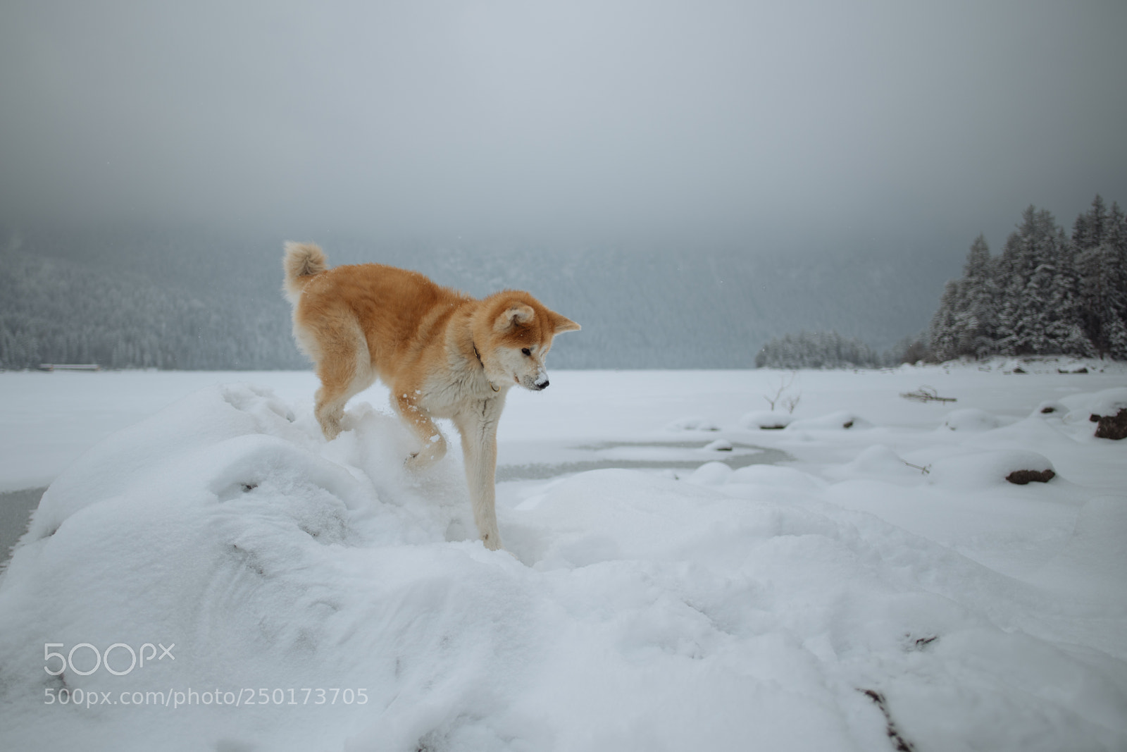 Nikon D850 sample photo. Akita eibsee series tarou photography