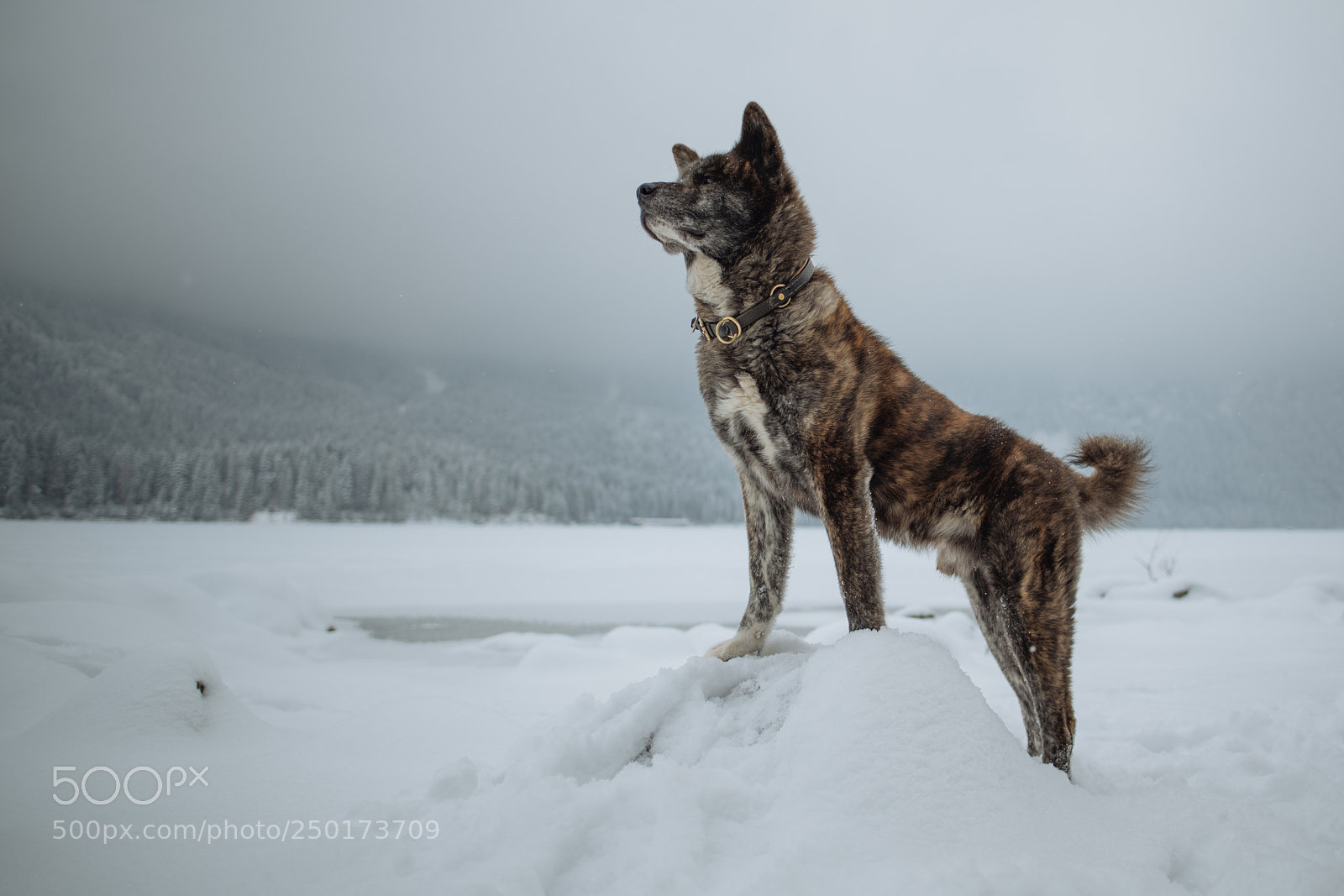 Nikon D850 sample photo. Akita eibsee series tarou photography