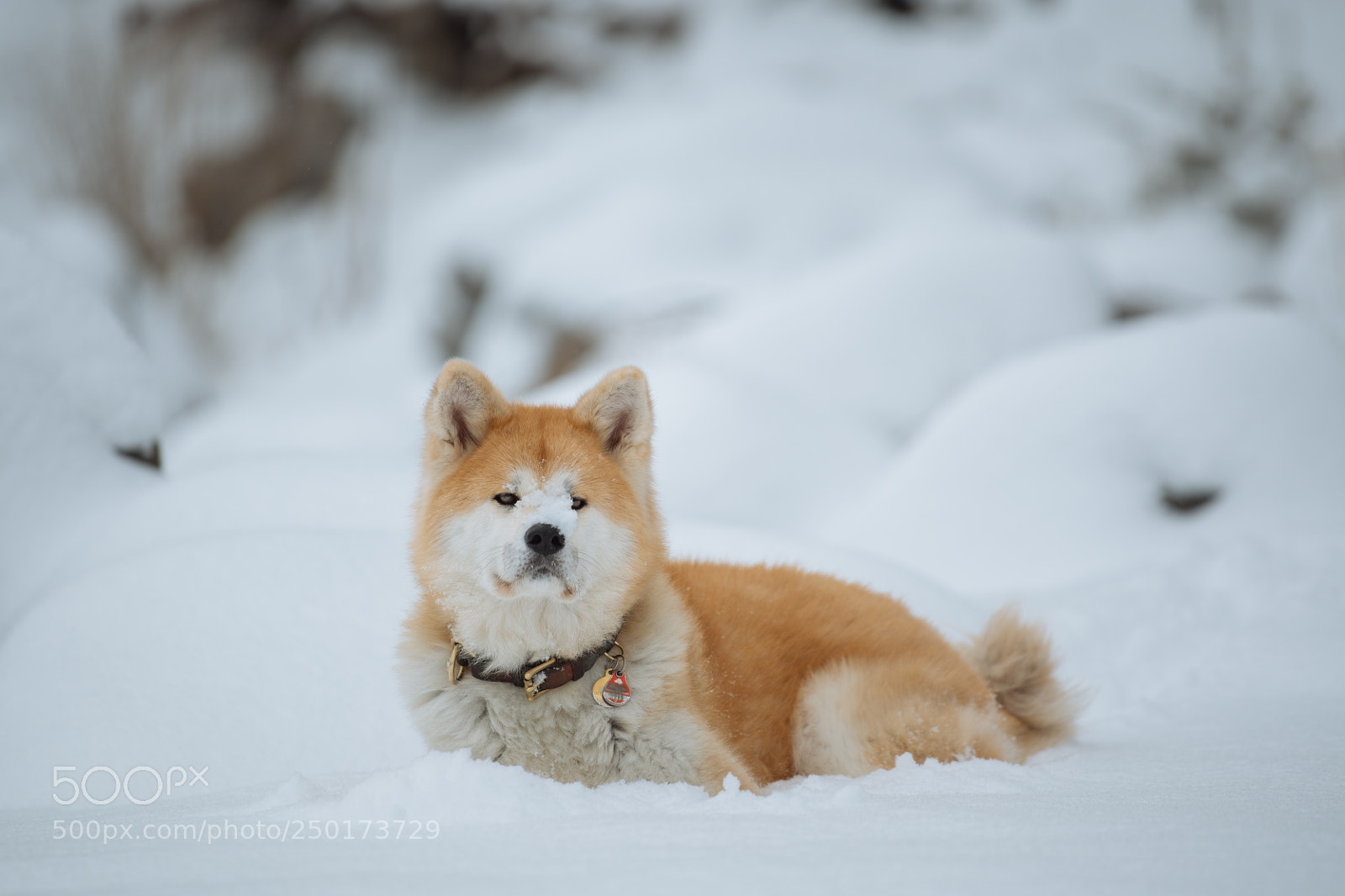 Nikon D850 sample photo. Akita eibsee series tarou photography