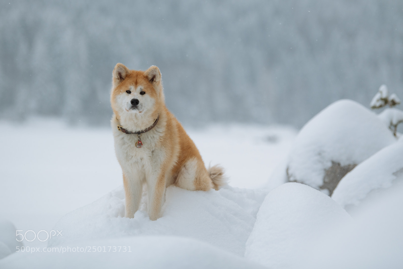 Nikon D850 sample photo. Akita eibsee series tarou photography