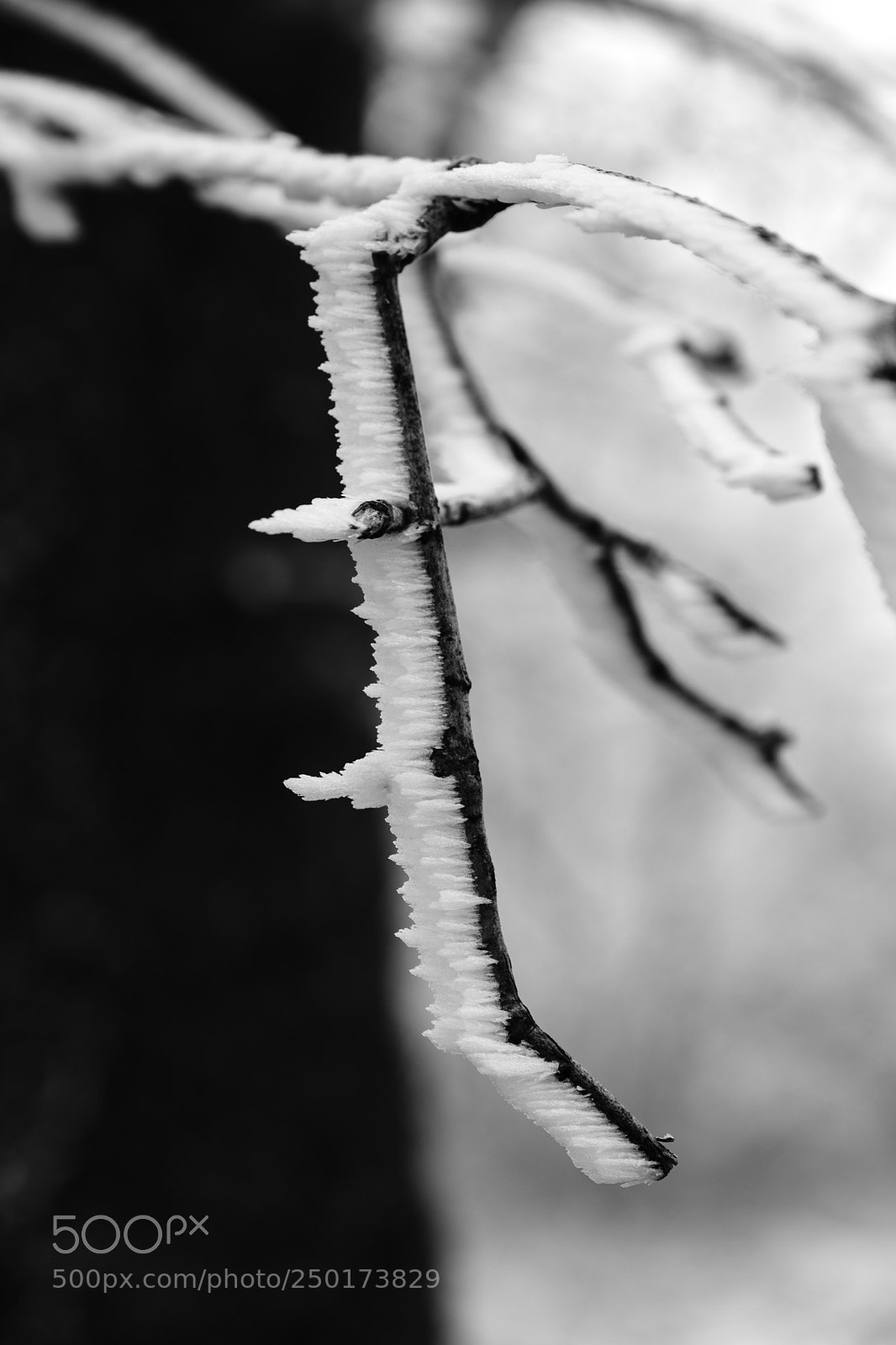 Fujifilm X-T2 sample photo. Twin peaks, california 3767 photography