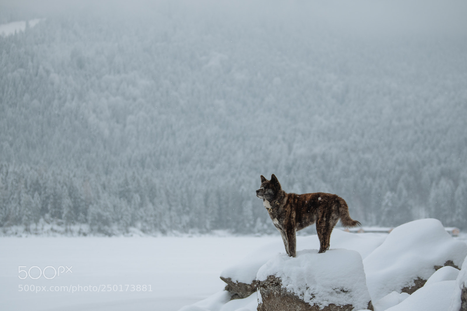 Nikon D850 sample photo. Akita eibsee series tarou photography