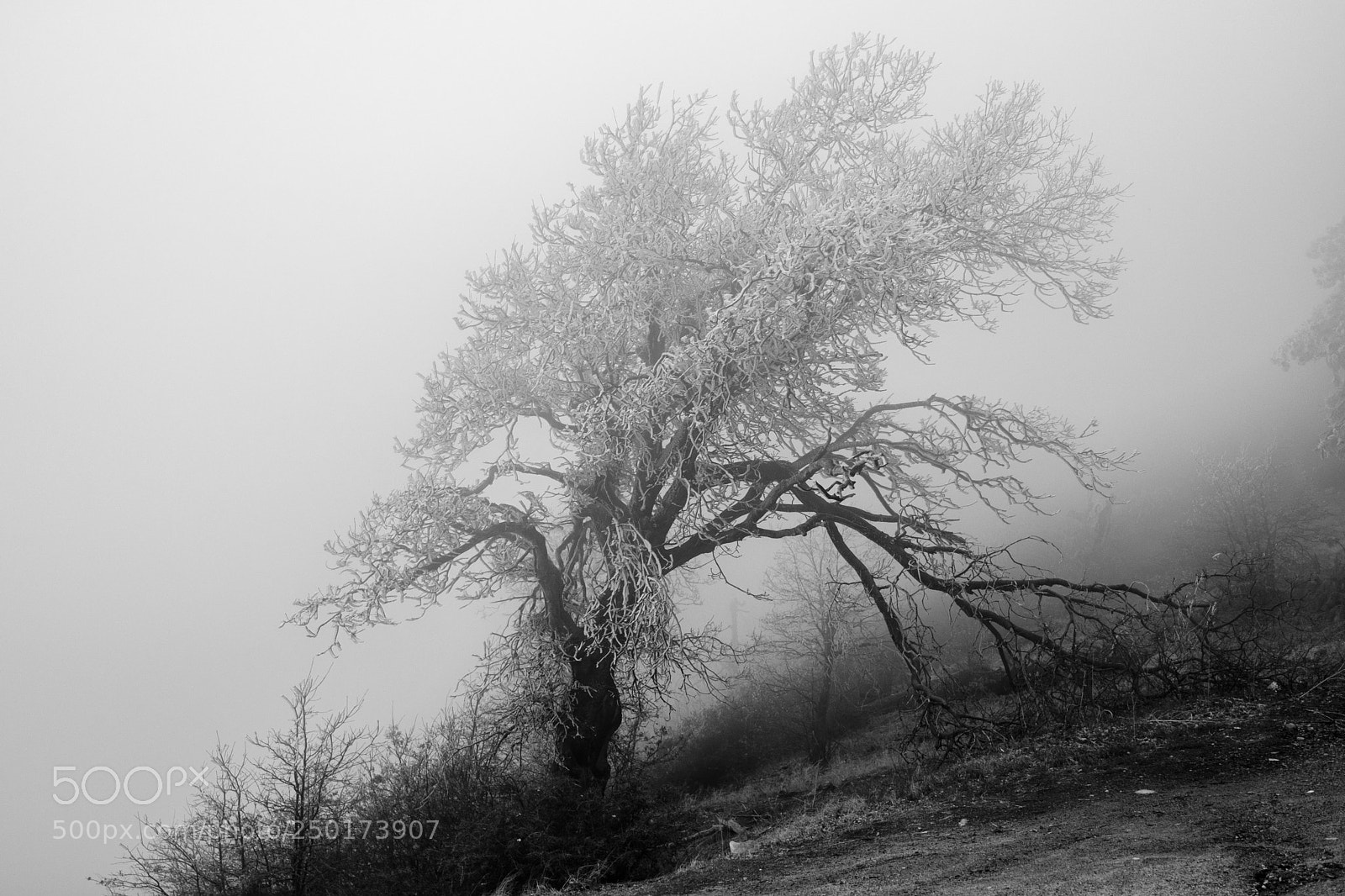 Fujifilm X-T2 sample photo. Twin peaks, california 3787 photography