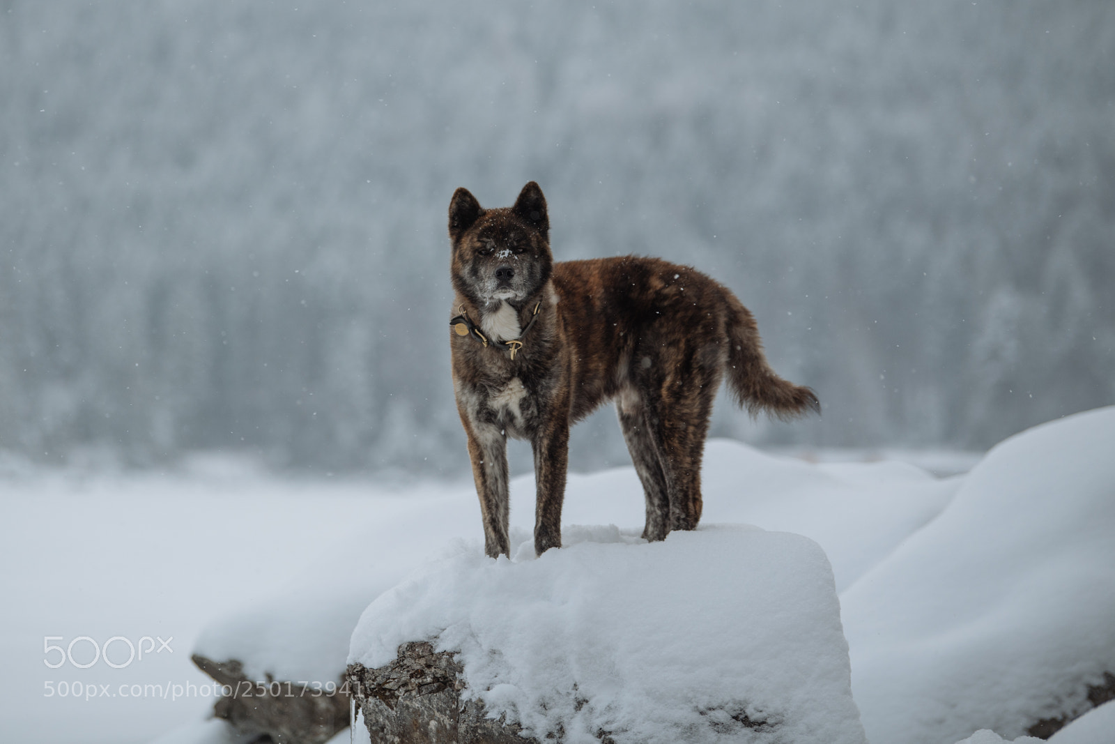 Nikon D850 sample photo. Akita eibsee series tarou photography