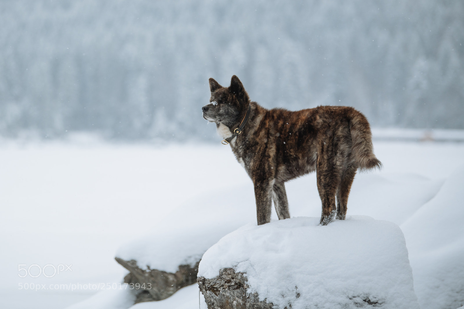 Nikon D850 sample photo. Akita eibsee series tarou photography