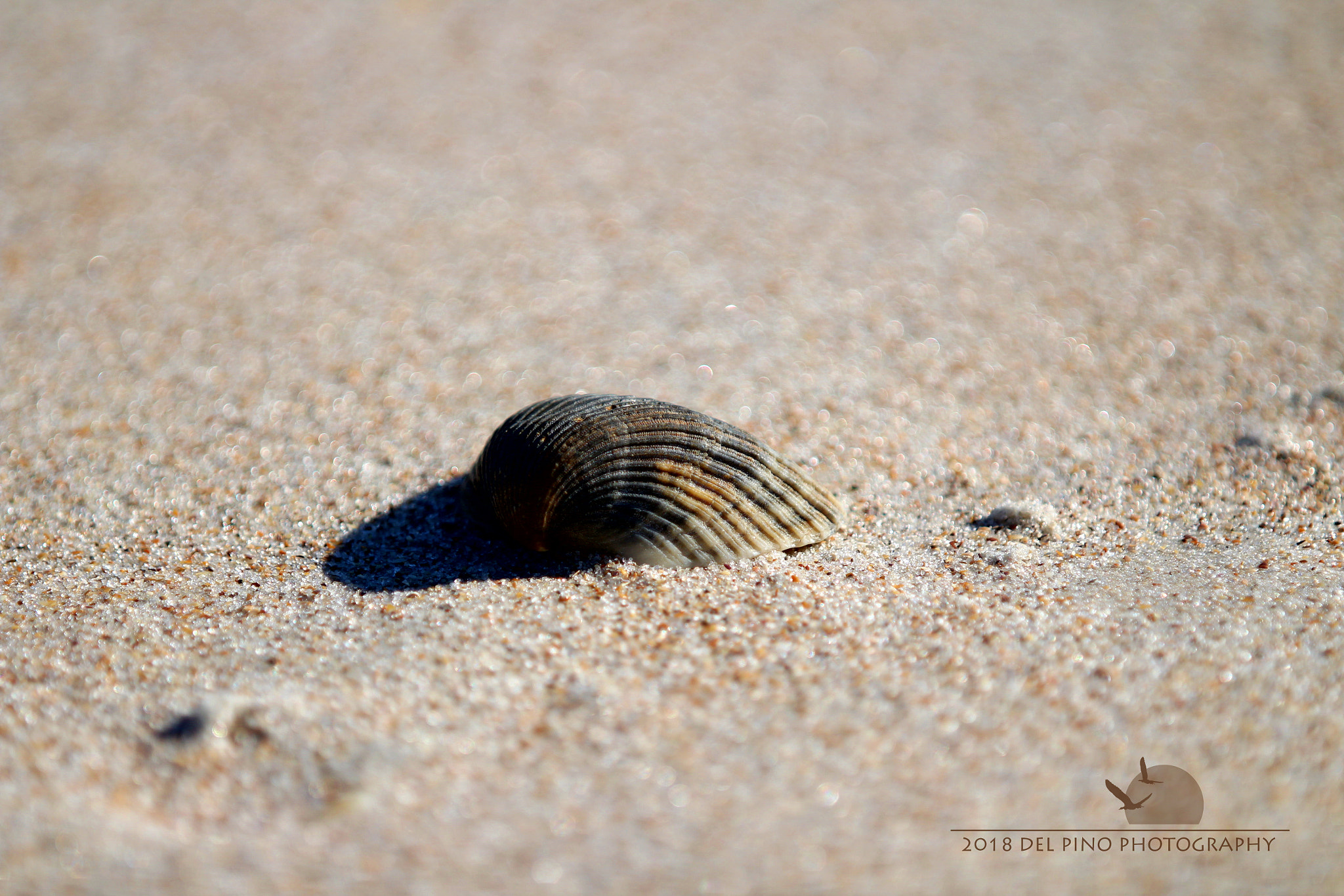 Canon EOS 1300D (EOS Rebel T6 / EOS Kiss X80) sample photo. Lonely shell photography