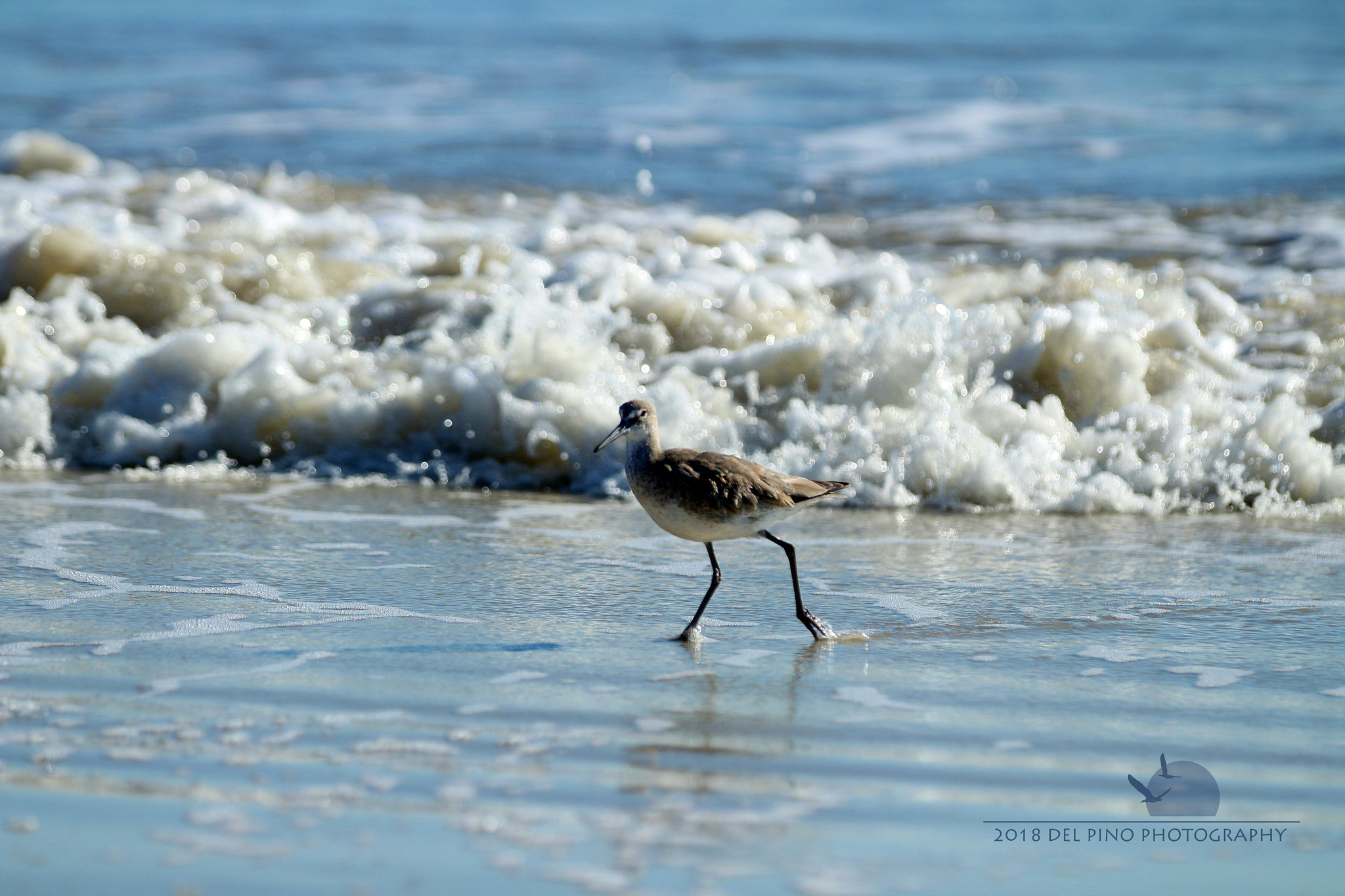 Canon EOS 1300D (EOS Rebel T6 / EOS Kiss X80) sample photo. Sanderling photography