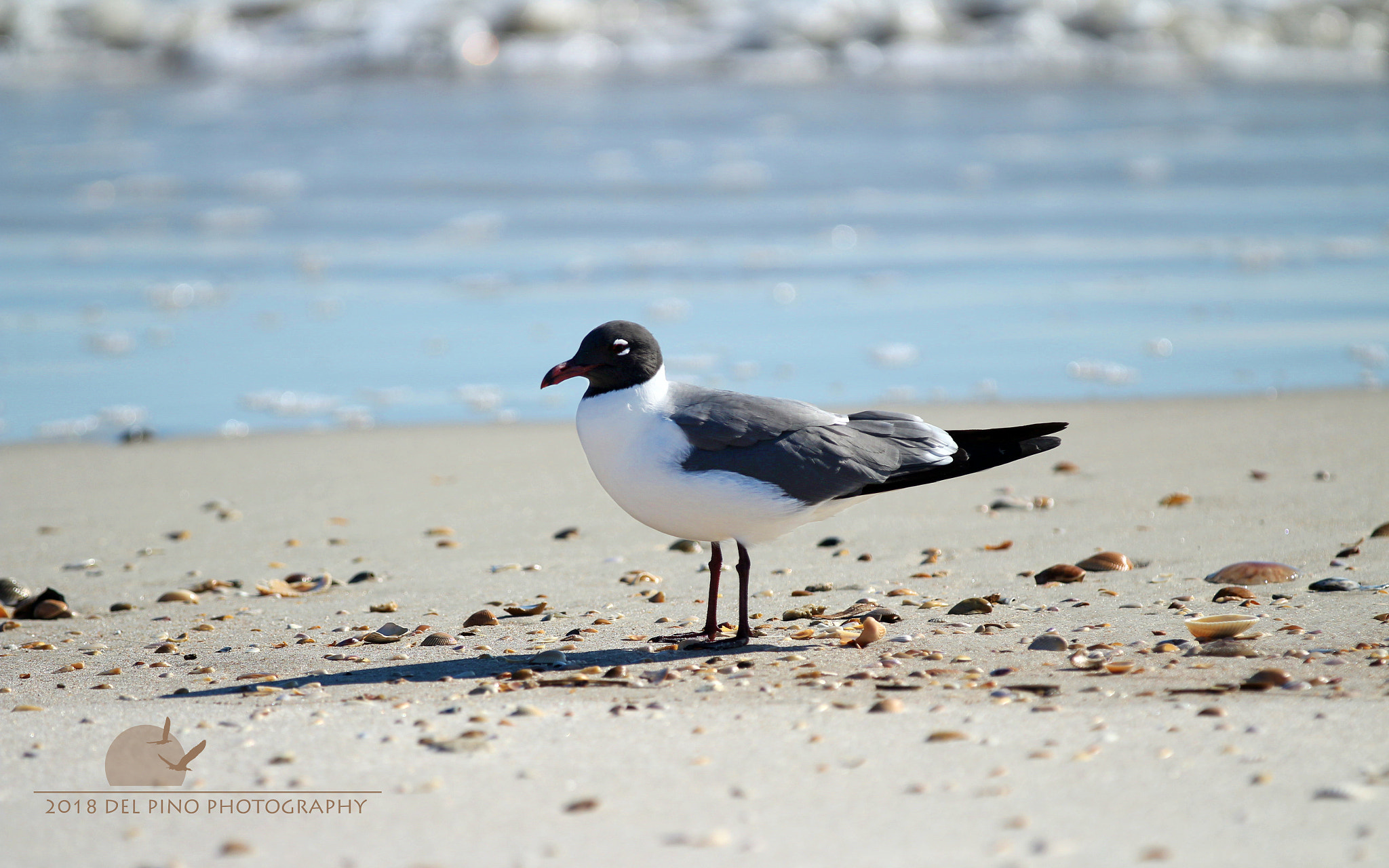 Canon EOS 1300D (EOS Rebel T6 / EOS Kiss X80) sample photo. Black headed gull photography