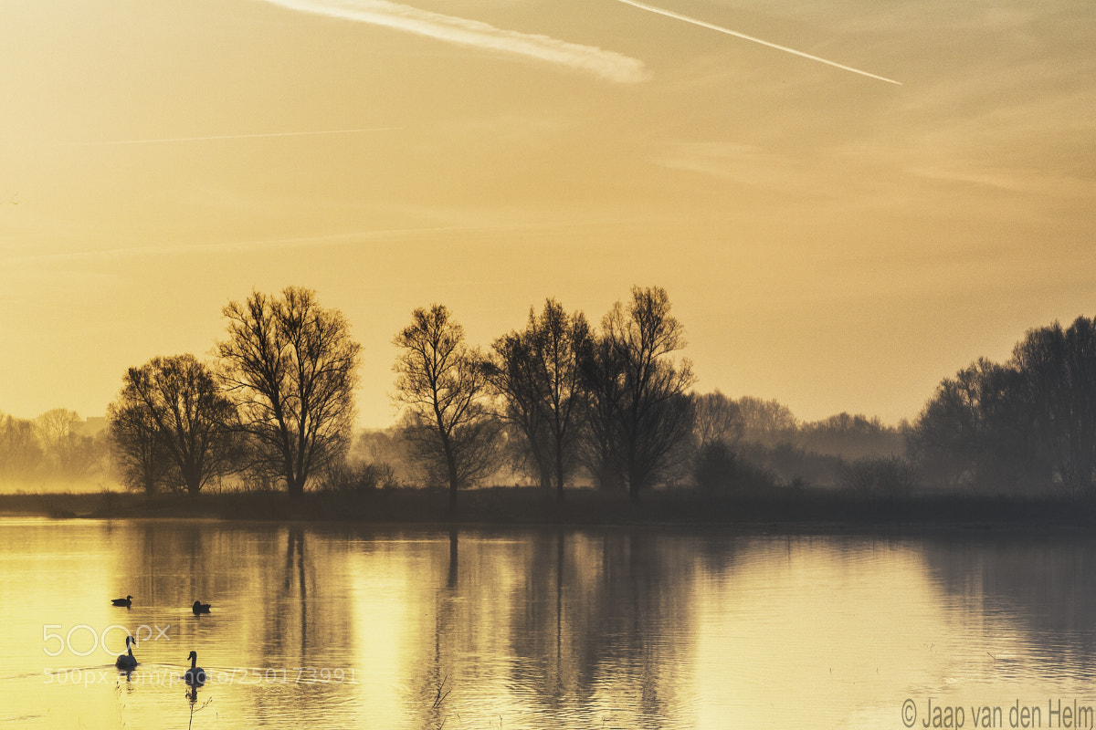 Canon EOS 550D (EOS Rebel T2i / EOS Kiss X4) sample photo. Swans photography
