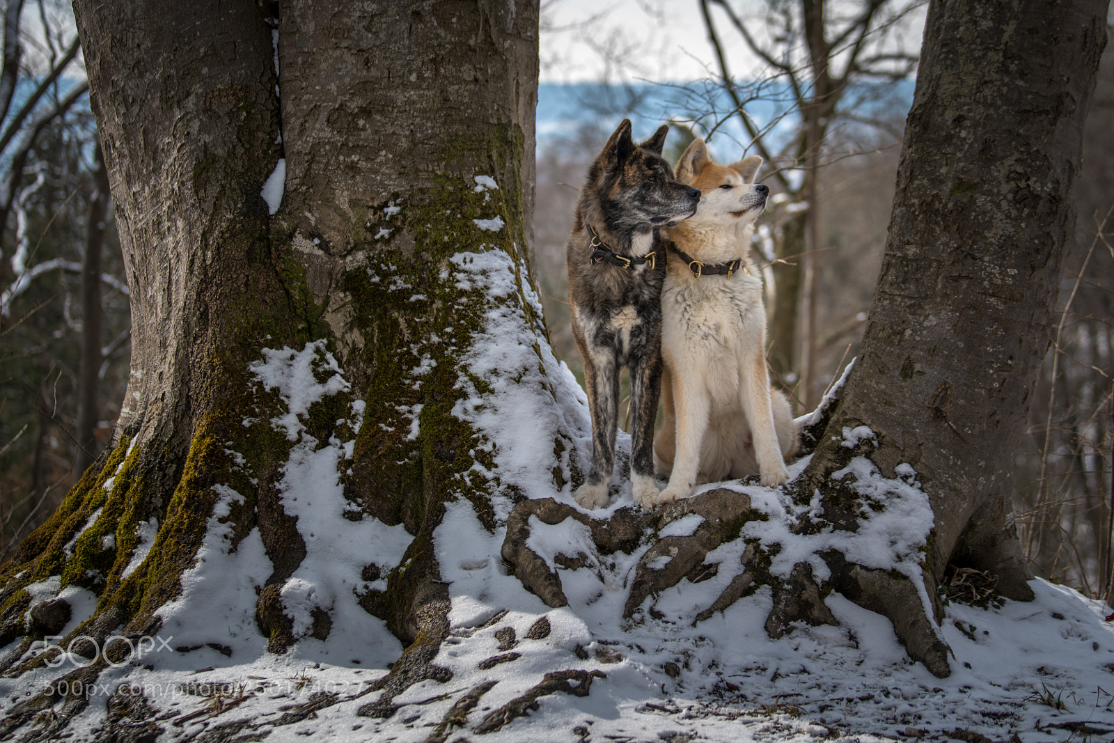Nikon D850 sample photo. Akita eibsee series tarou photography
