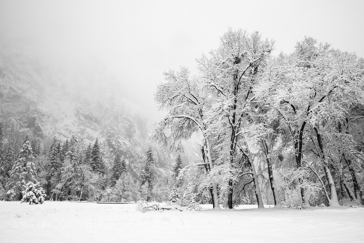 Sony a7R II sample photo. Oaks and meadow after photography